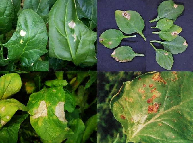 spinach brown spot disease 1 spinach brown spot disease 1