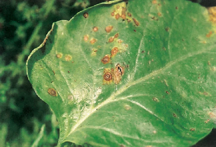 spinach brown spot disease spinach brown spot disease