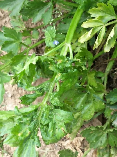celery virus disease 2