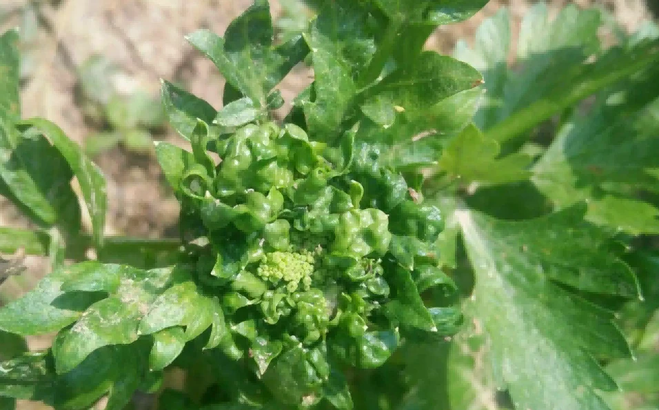 celery virus disease
