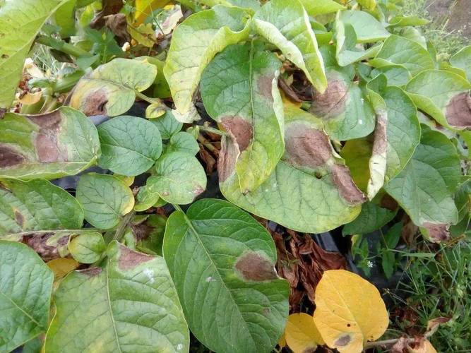Potato late blight Potato late blight
