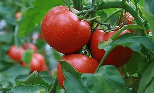 Promote fruit setting and swelling Promote fruit setting and swelling