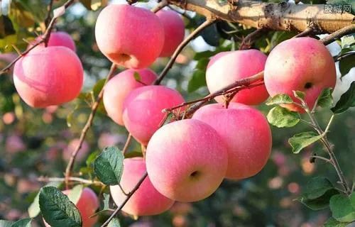 Promote fruit setting and swelling Promote fruit setting and swelling