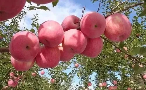 Promote fruit setting and swelling Promote fruit setting and swelling