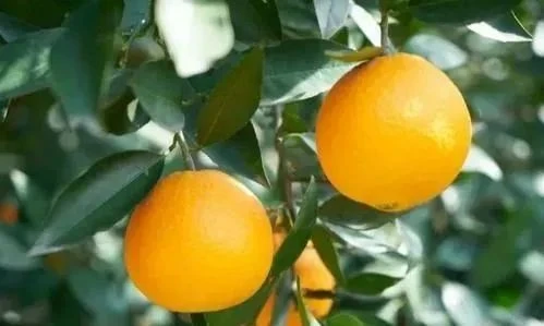 Promote fruit setting and swelling Promote fruit setting and swelling